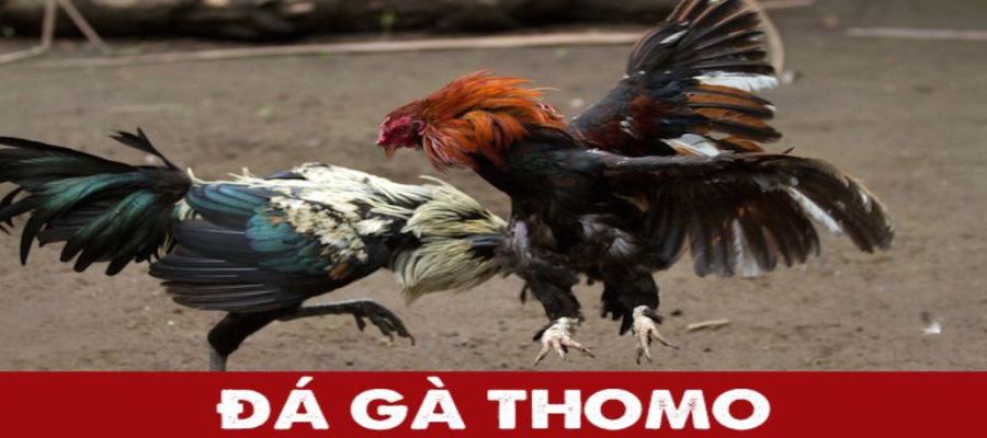 Đá gà trực tiếp Thomo là gì?